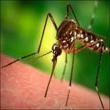 RESIDENTIAL AND COMMERCIAL PEST CONTROL SERVICES RESIDENTIAL AND COMMERCIAL PEST CONTROL SERVICES